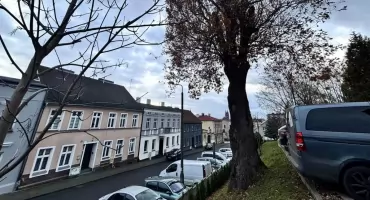 Drzewo przy urzędzie stanowi zagrożenie. Zostanie wycięte