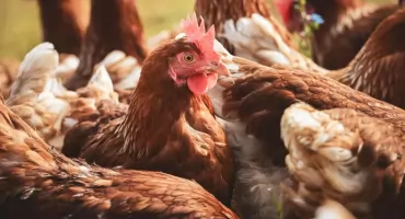 Uważaj na zakup drobiu przed świętami. Sanepid wydał komunikat