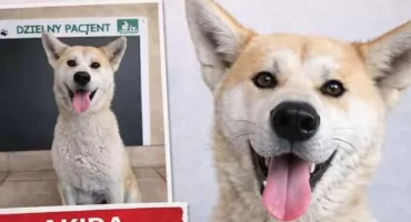 Zaginęła przyjazna suczka Akira. Czy ktoś widział?