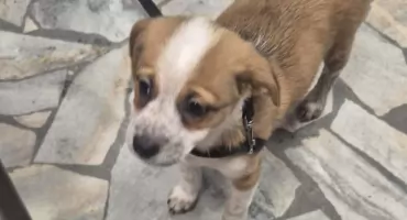 Szczeniak znaleziony w Świeciu. Gdzie jest właściciel?