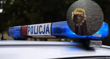 Niepokojące doniesienia. „Ktoś pozbywa się psów z pseudohodowli”