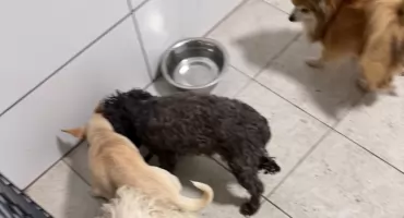 Porzucone psy trafiły do schroniska w Pruszczu. Sprawę bada policja 