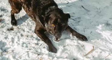 Pilny apel schroniska dla psów w Pruszczu. Liczy się każda pomoc