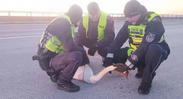 Było bardzo groźnie. Nietypowa interwencja służb