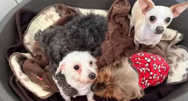 Co z porzuconymi psami? 12 czworonogów trafiło do schroniska w Pruszczu