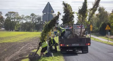 Zasadzą drzewa wzdłuż dróg wojewódzkich. Za 18 mln zł