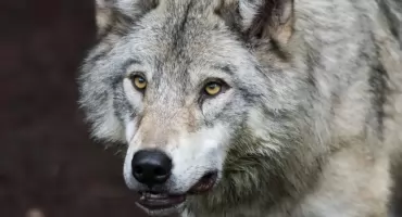 Apel Regionalnej Dyrekcji Ochrony Środowiska. Zabezpiecz swoje zwierzęta przed wilkami