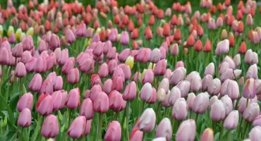 Koncert Wiosenny w Pruszczu. To będzie muzyczna podróż