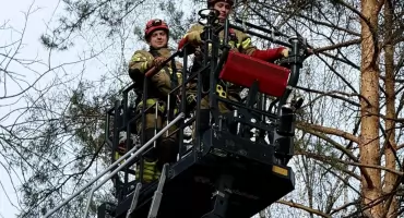 Strażacy uratowali kota. Przez kilka dni nie mógł zejść z drzewa