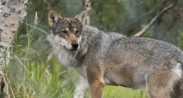 Mieszkańcy zdecydowanie za redukcją populacji wilka w naszym regionie. Wyniki sondy
