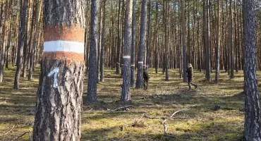 Lasy Państwowe walczą z brudnicą mniszka. Będzie zakaz wstępu!