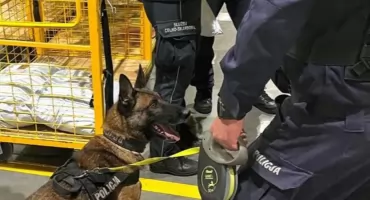 Duża akcja służb w powiecie świeckim. Zabezpieczono nielegalne substancje