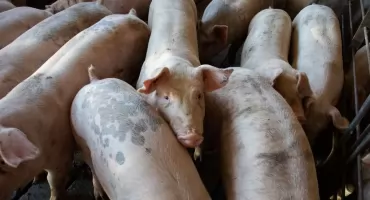 Drugie ognisko ASF u świń w tym roku. Zaraza uderzyła w powiecie świeckim!