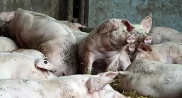 ASF w powiecie świeckim. Wydano zalecenia dla hodowców