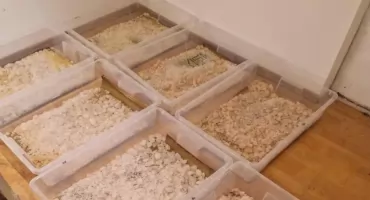 Ogromna ilość narkotyków w powiecie świeckim. Są zarzuty