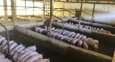 Kolejne ognisko ASF w powiecie świeckim. Sytuacja robi się niebezpieczna